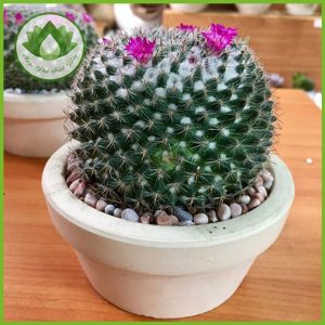 ý nghĩa xương rồng bánh sinh nhật