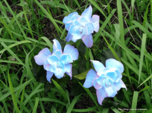 Các loại hoa dễ trồng ở miền bắc