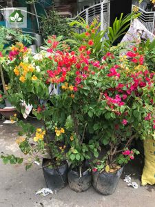 Các loại hoa dễ trồng ở miền bắc